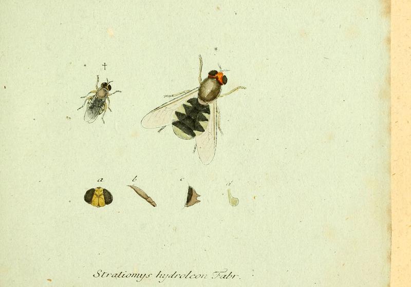 Fauna Germanica, Diptera (6045696683)