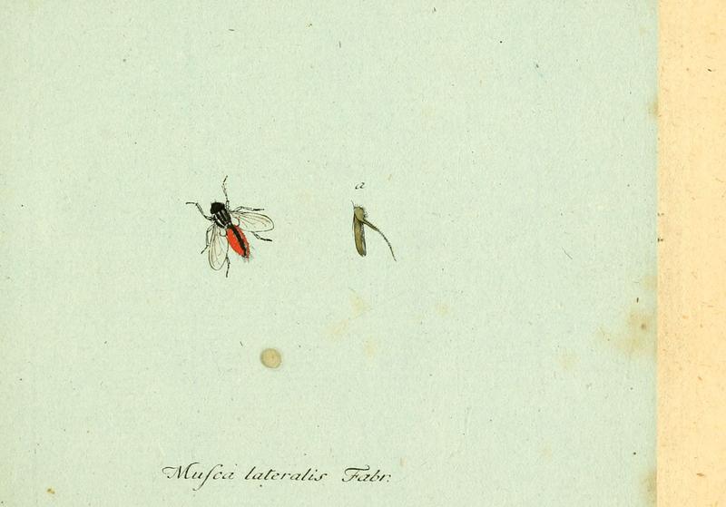 Fauna Germanica, Diptera (6045696969)