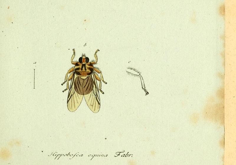 Fauna Germanica, Diptera (6045697201)