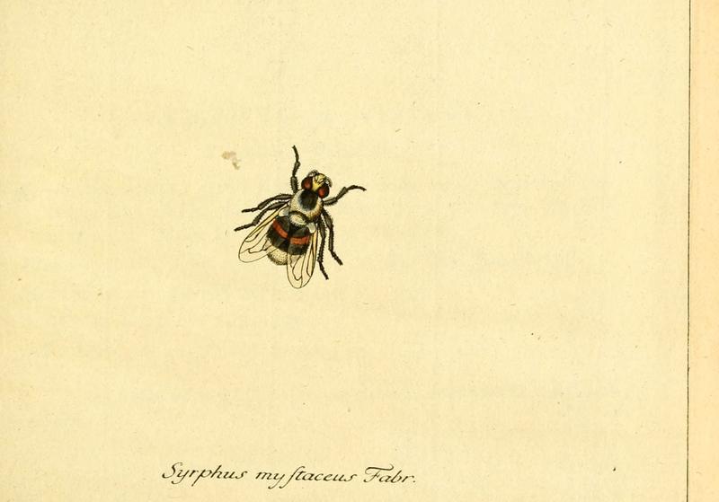 Fauna Germanica, Diptera (6045698103)
