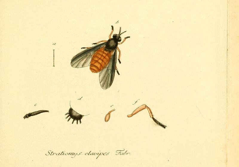 Fauna Germanica, Diptera (6045700529)