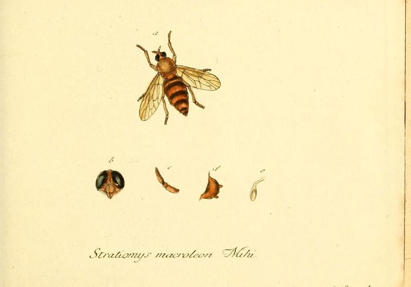 Fauna Germanica, Diptera (6045700931)