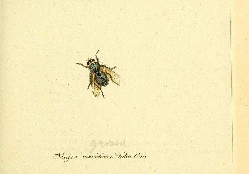 Fauna Germanica, Diptera (6045701515)