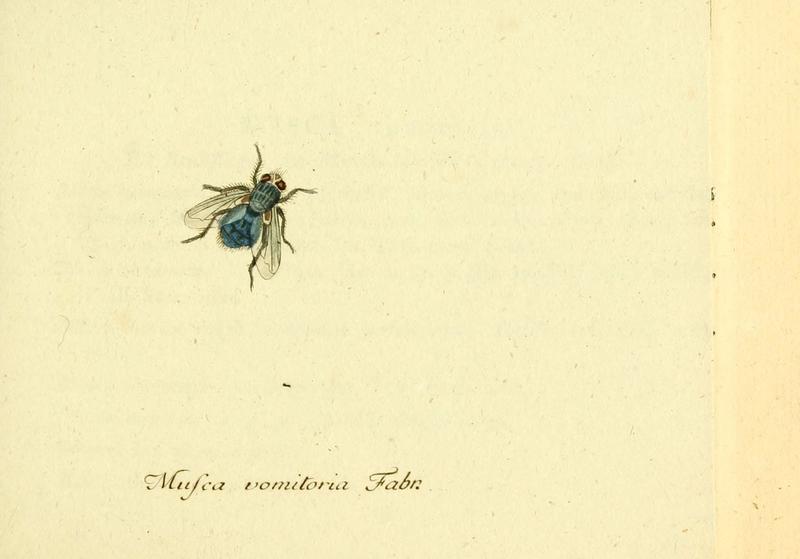Fauna Germanica, Diptera (6045701757)