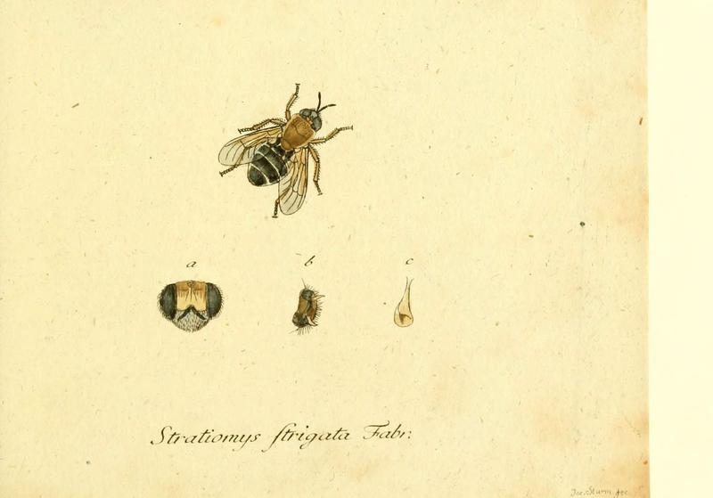 Fauna Germanica, Diptera (6045702113)