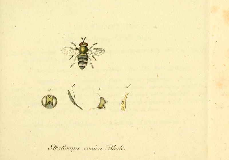 Fauna Germanica, Diptera (6045702457)