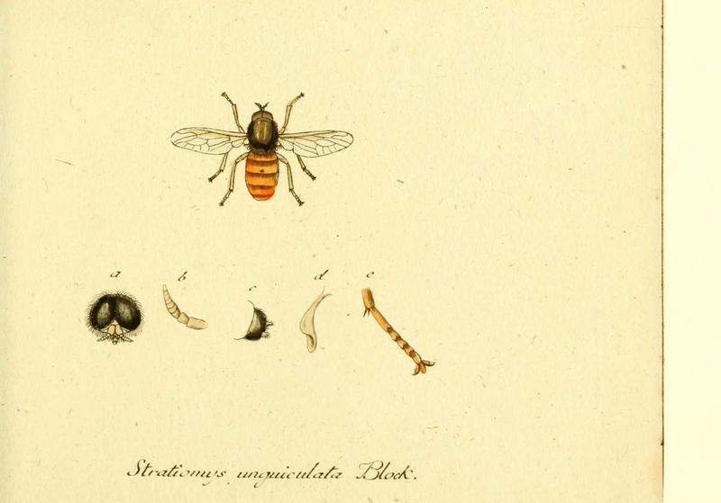 Fauna Germanica, Diptera (6045702845)