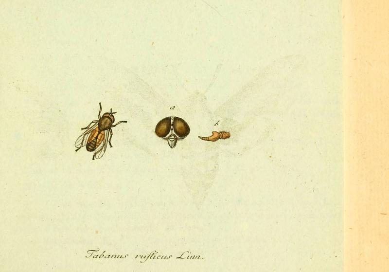 Fauna Germanica, Diptera (6045703667)