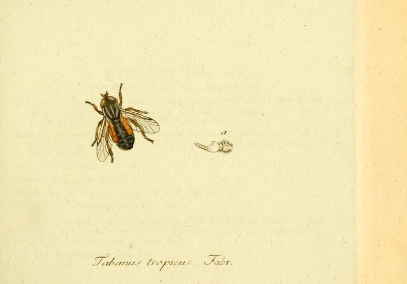Fauna Germanica, Diptera (6045703901)