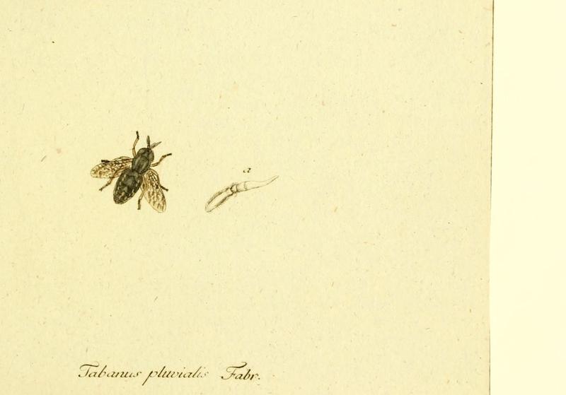 Fauna Germanica, Diptera (6045704207)