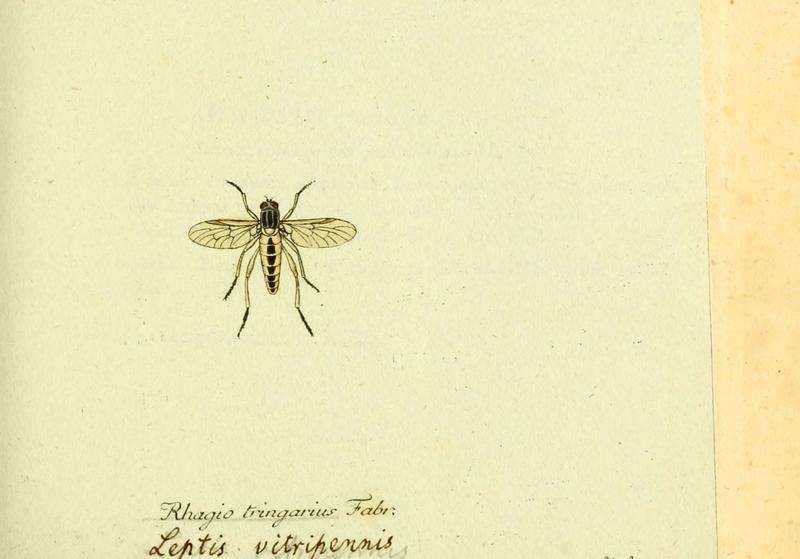 Fauna Germanica, Diptera (6045705115)