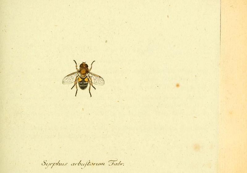 Fauna Germanica, Diptera (6045705591)