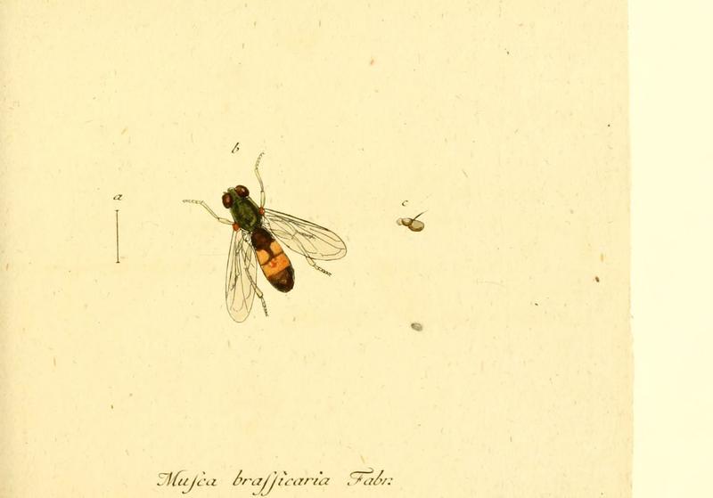 Fauna Germanica, Diptera (6045707397)