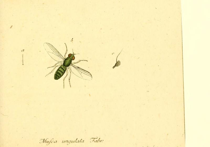 Fauna Germanica, Diptera (6045707603)