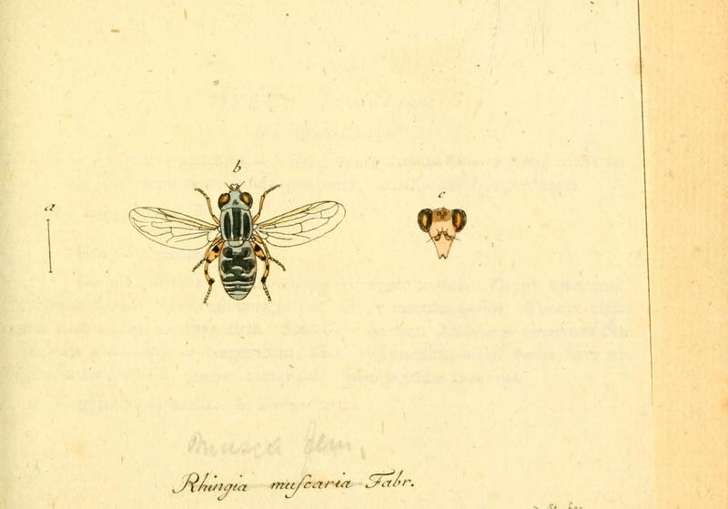 Fauna Germanica, Diptera (6045708453)