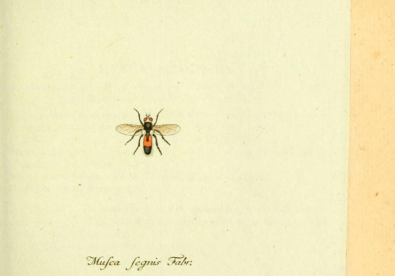 Fauna Germanica, Diptera (6045709583)