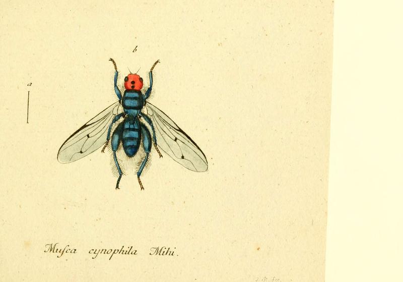 Fauna Germanica, Diptera (6045710323)