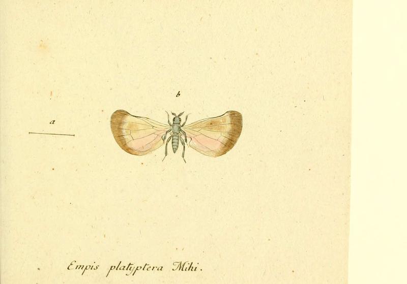 Fauna Germanica, Diptera (6045710551)