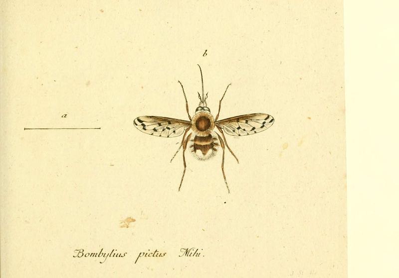 Fauna Germanica, Diptera (6045710833)