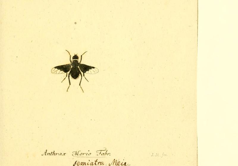 Fauna Germanica, Diptera (6045711031)