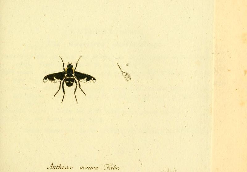 Fauna Germanica, Diptera (6045711369)