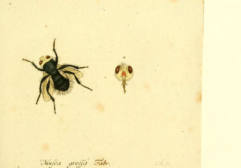 Fauna Germanica, Diptera (6045712059)