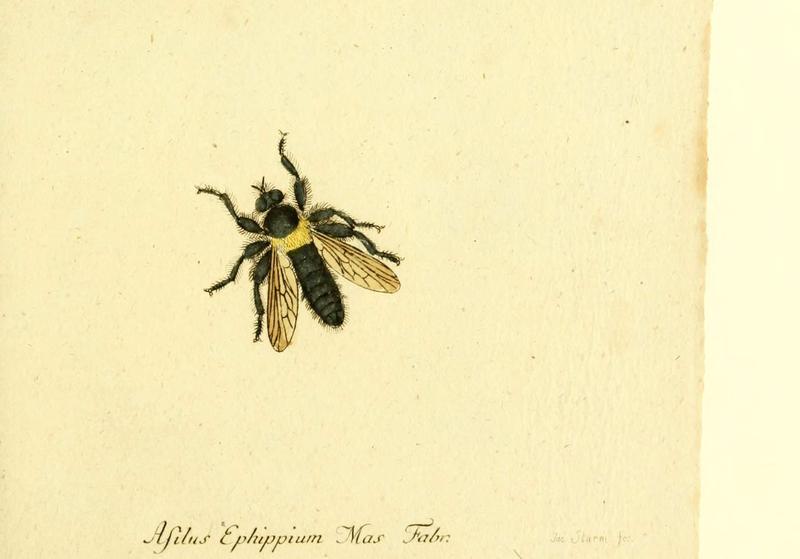 Fauna Germanica, Diptera (6045713045)