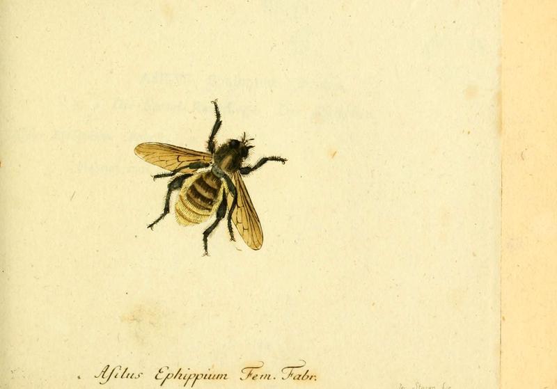 Fauna Germanica, Diptera (6045713297)