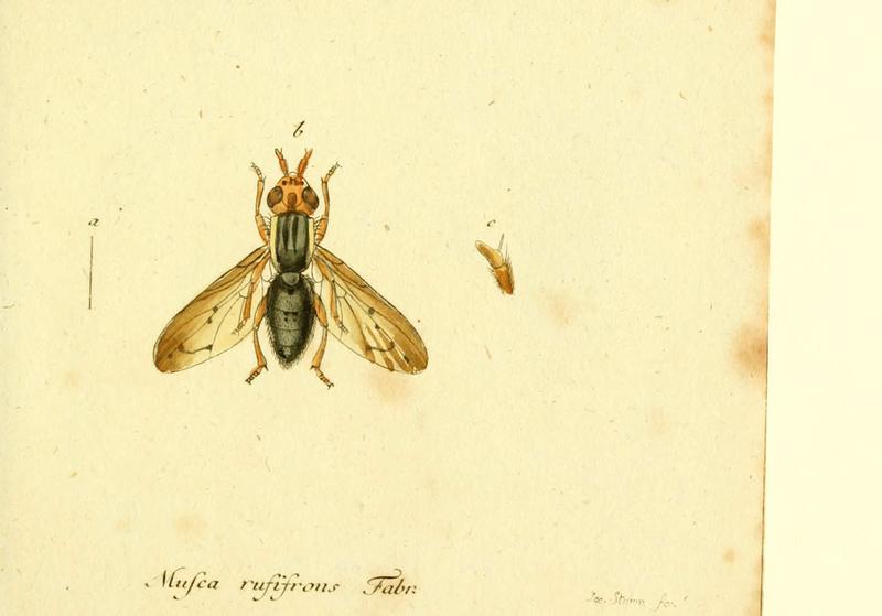 Fauna Germanica, Diptera (6045714625)