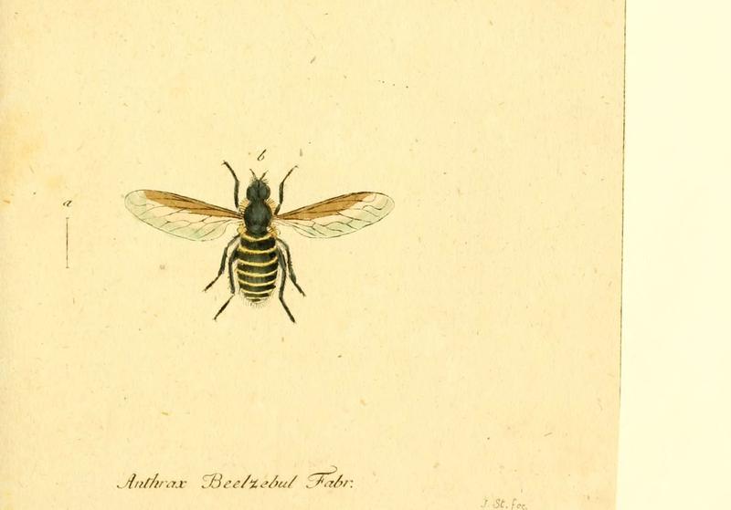 Fauna Germanica, Diptera (6045714955)