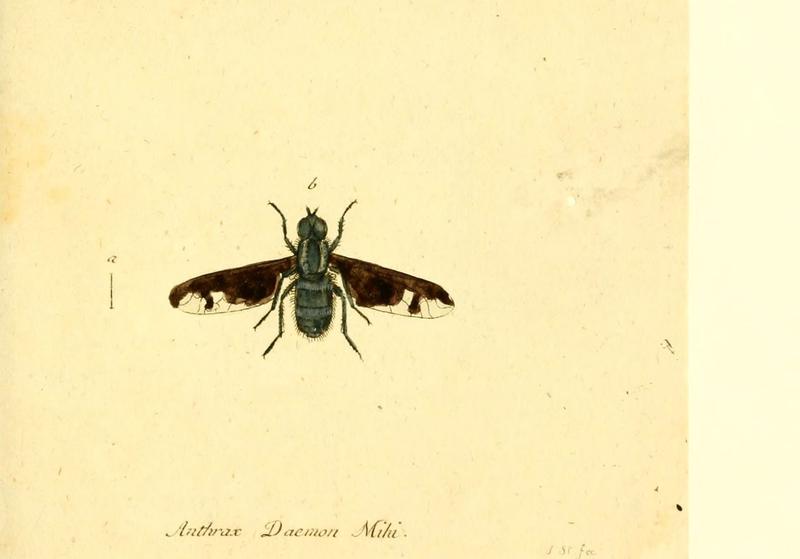 Fauna Germanica, Diptera (6045715167)