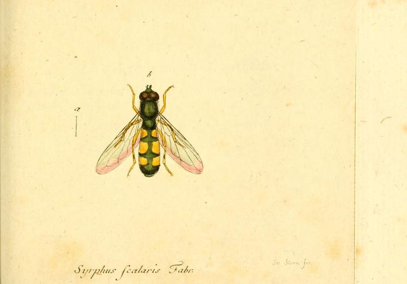 Fauna Germanica, Diptera (6045716047)