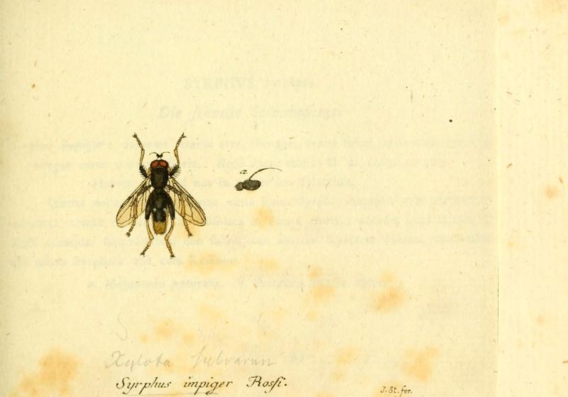 Fauna Germanica, Diptera (6045716397)