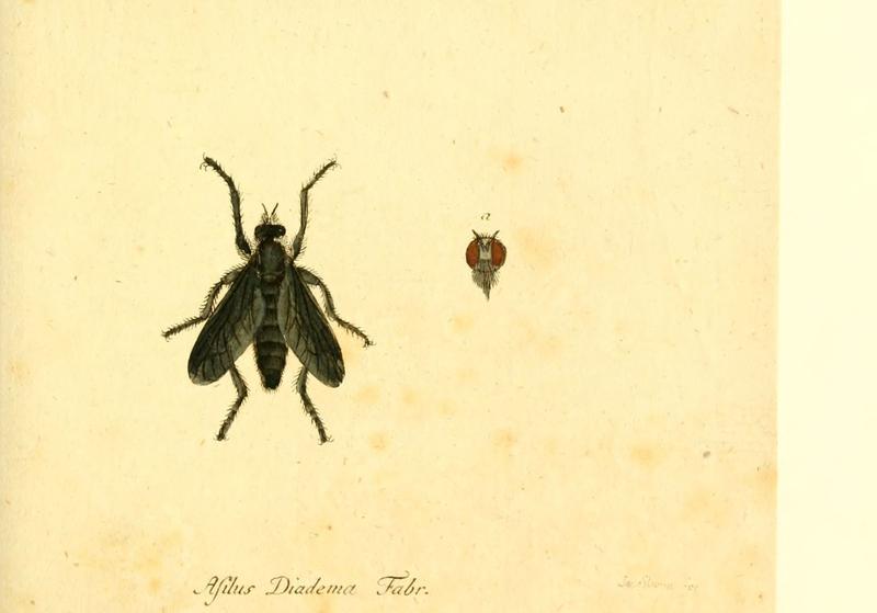 Fauna Germanica, Diptera (6045717007)