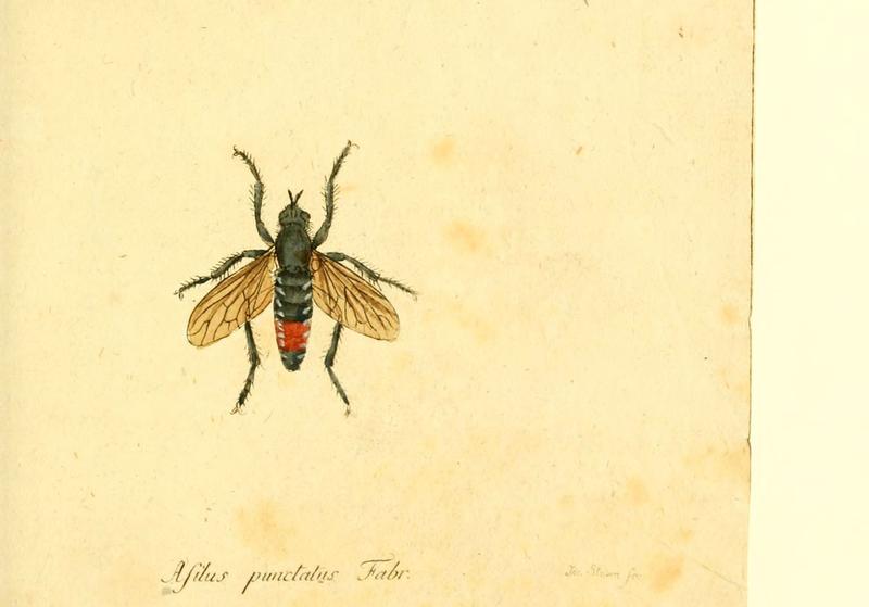 Fauna Germanica, Diptera (6045717349)