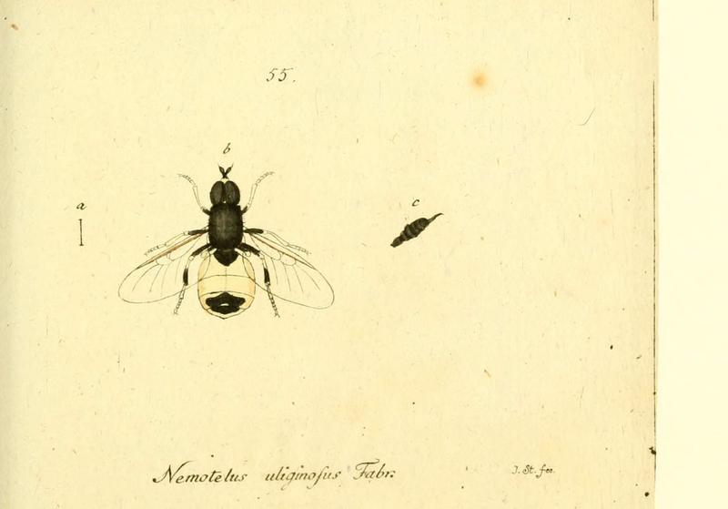 Fauna Germanica, Diptera (6045717705)