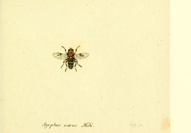 Fauna Germanica, Diptera (6045720881)