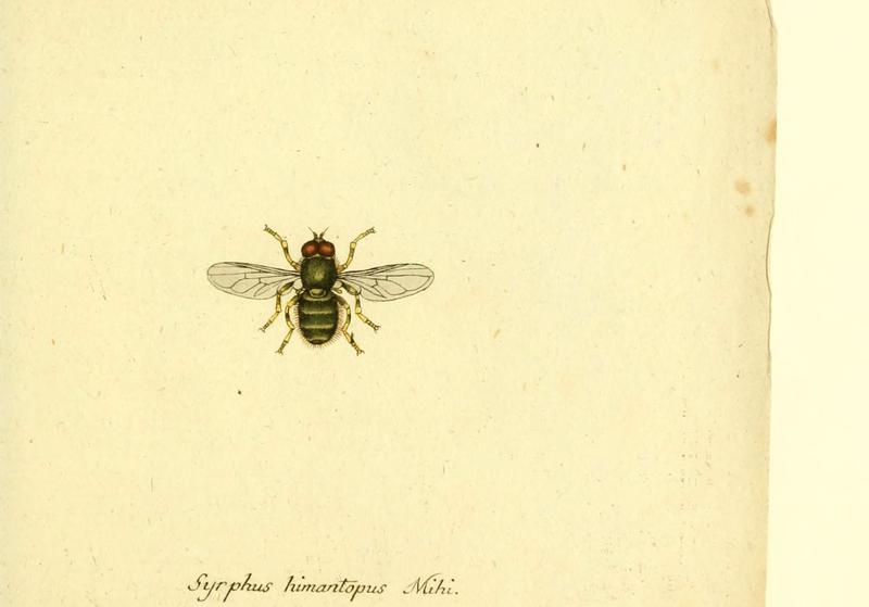 Fauna Germanica, Diptera (6045721205)