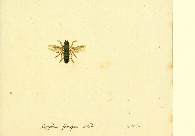 Fauna Germanica, Diptera (6045721531)