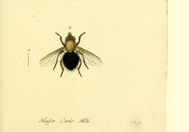 Fauna Germanica, Diptera (6045721767)