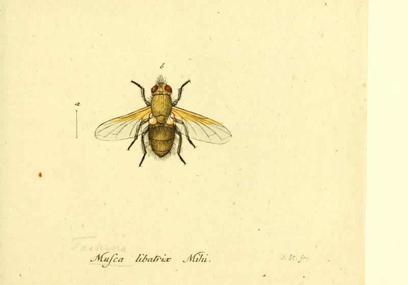 Fauna Germanica, Diptera (6045722151)