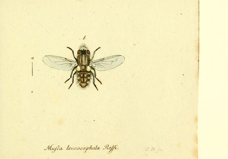 Fauna Germanica, Diptera (6045722935)