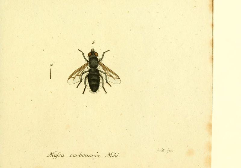 Fauna Germanica, Diptera (6045723185)