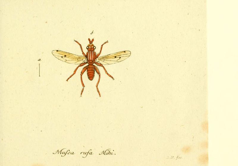 Fauna Germanica, Diptera (6045723783)