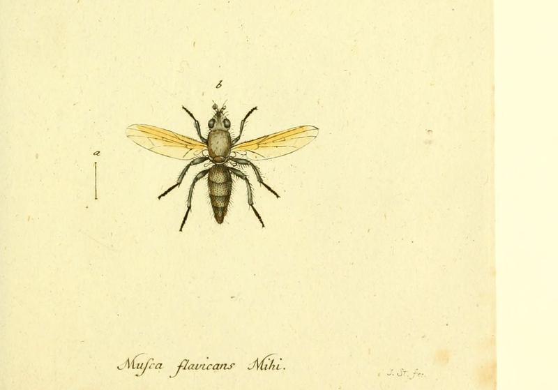 Fauna Germanica, Diptera (6045724155)