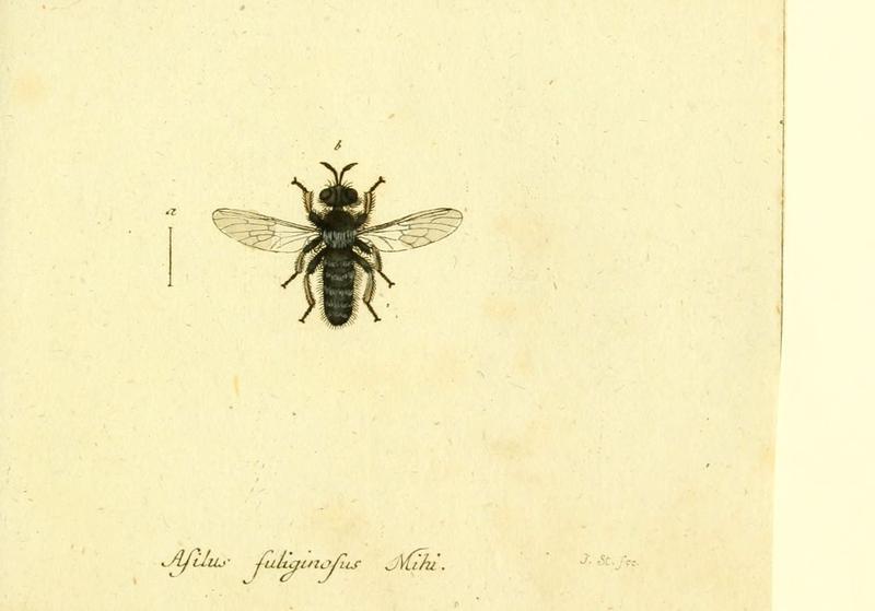 Fauna Germanica, Diptera (6045724987)