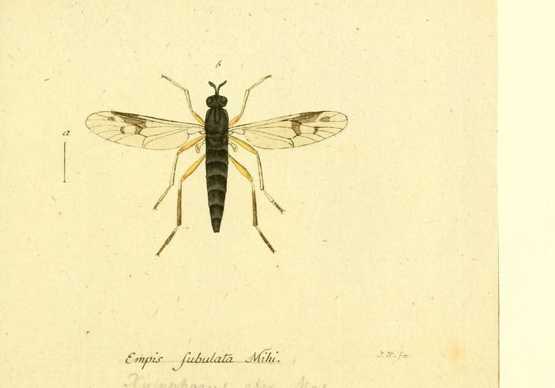 Fauna Germanica, Diptera (6045725607)