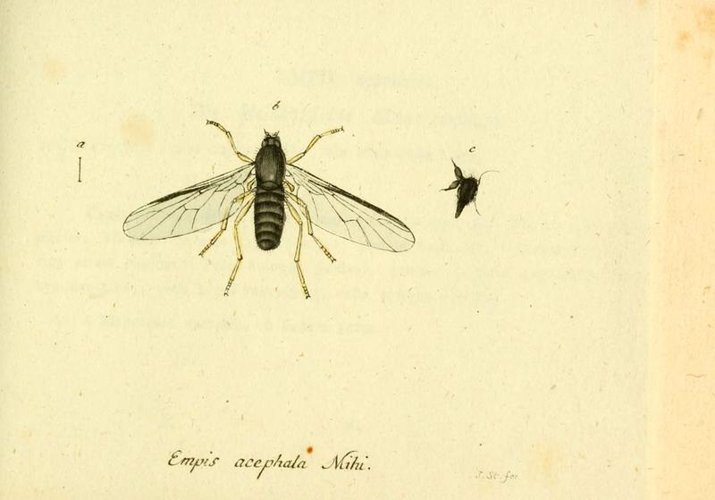 Fauna Germanica, Diptera (6045726149)