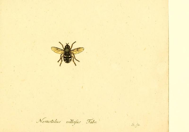 Fauna Germanica, Diptera (6045726501)