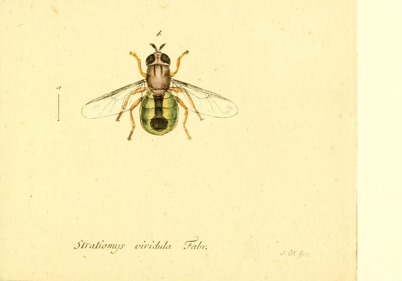 Fauna Germanica, Diptera (6045727151)